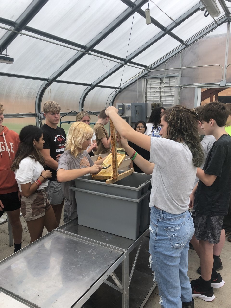 Students collecting honey